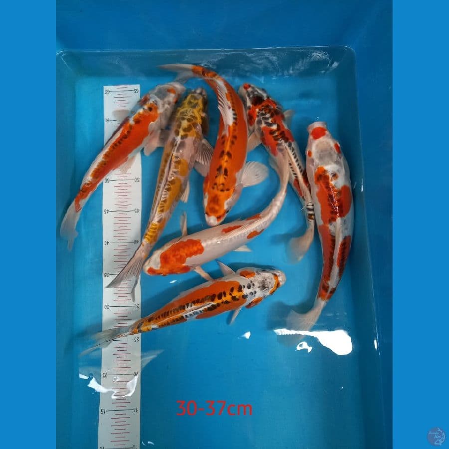 kiko kikusui 7 ekor