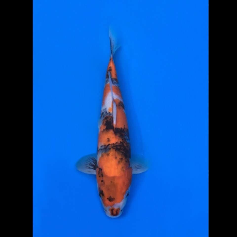 showa 35cm