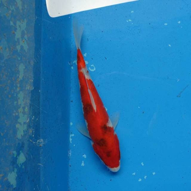 Hi Showa Merah F1