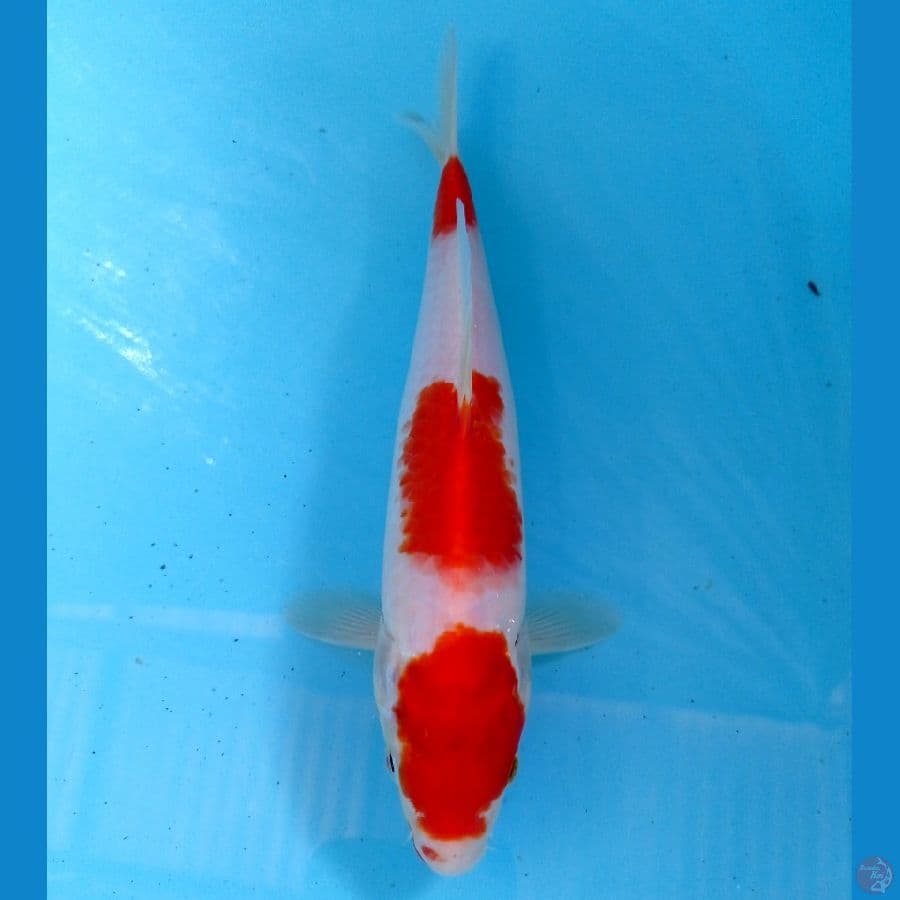 kohaku 23 cm