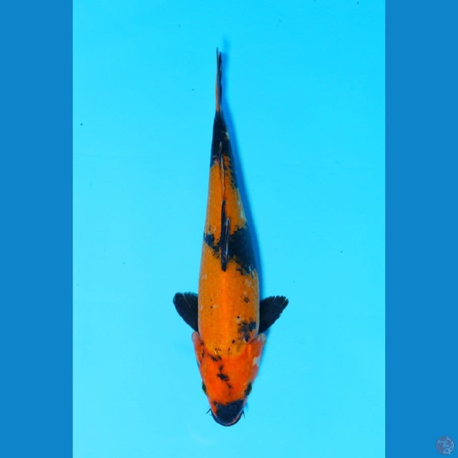 Hi Utsuri 28cm