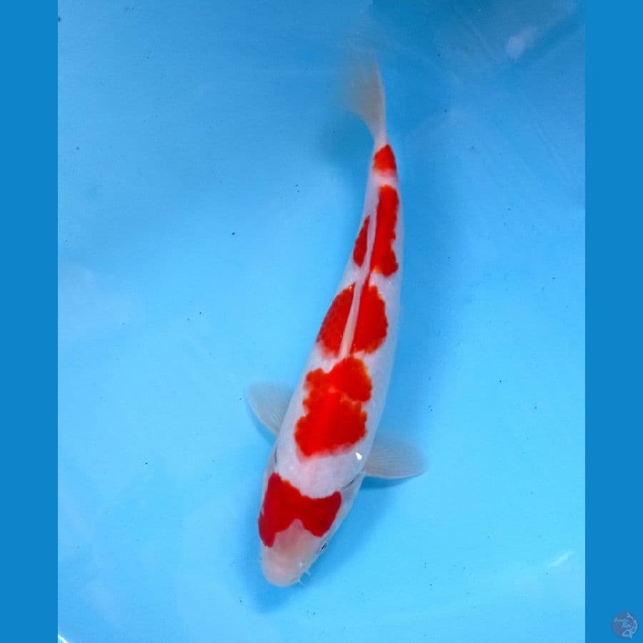 kohaku 25 cm