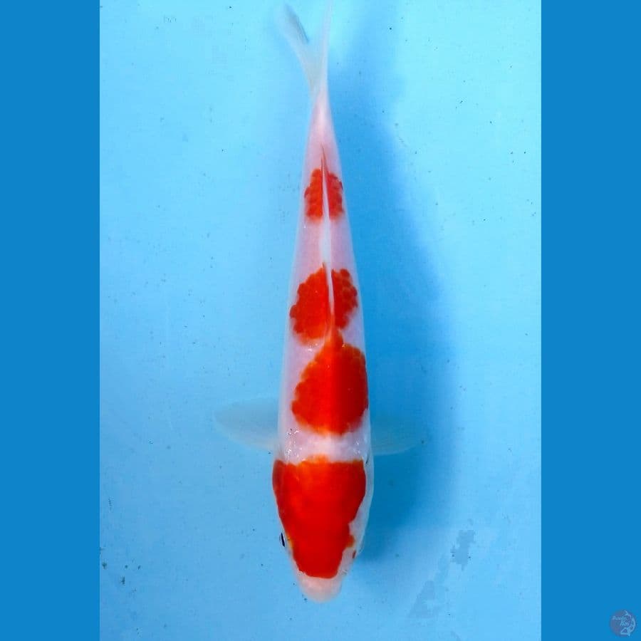 kohaku 14 cm