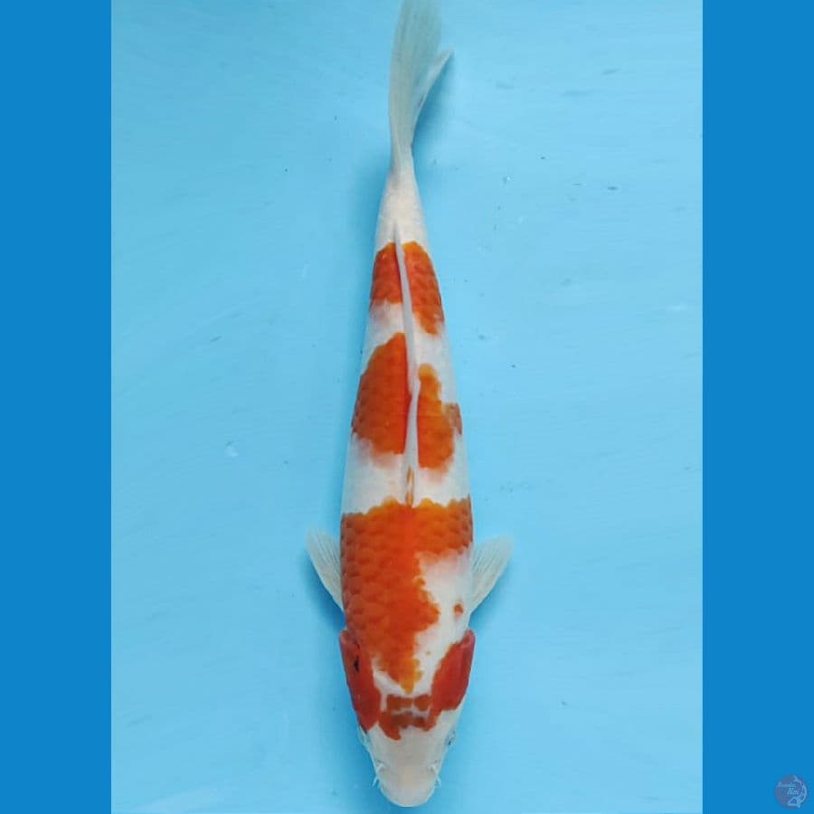 kuhaku