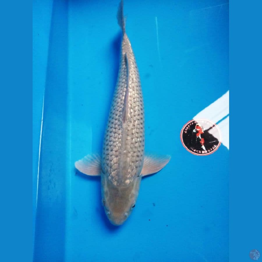 soragoi ginrin male 52 jumbo