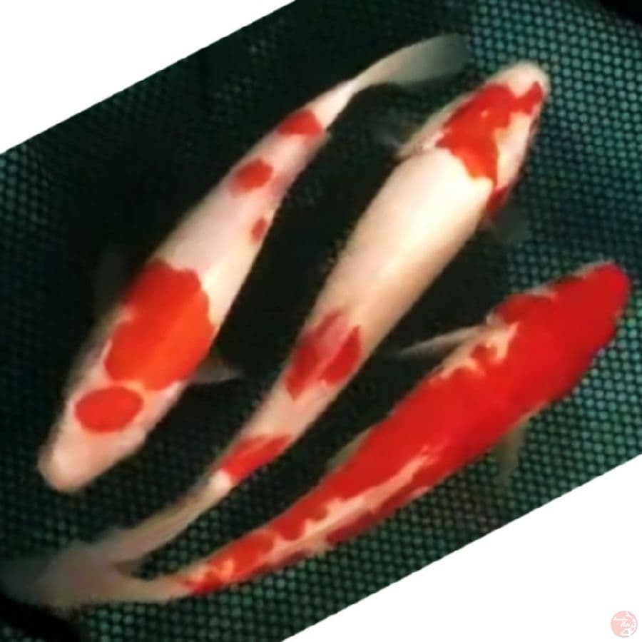 kohaku , 3ekr