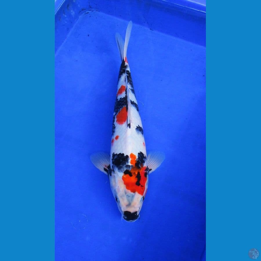 showa sansoku±36cm hq