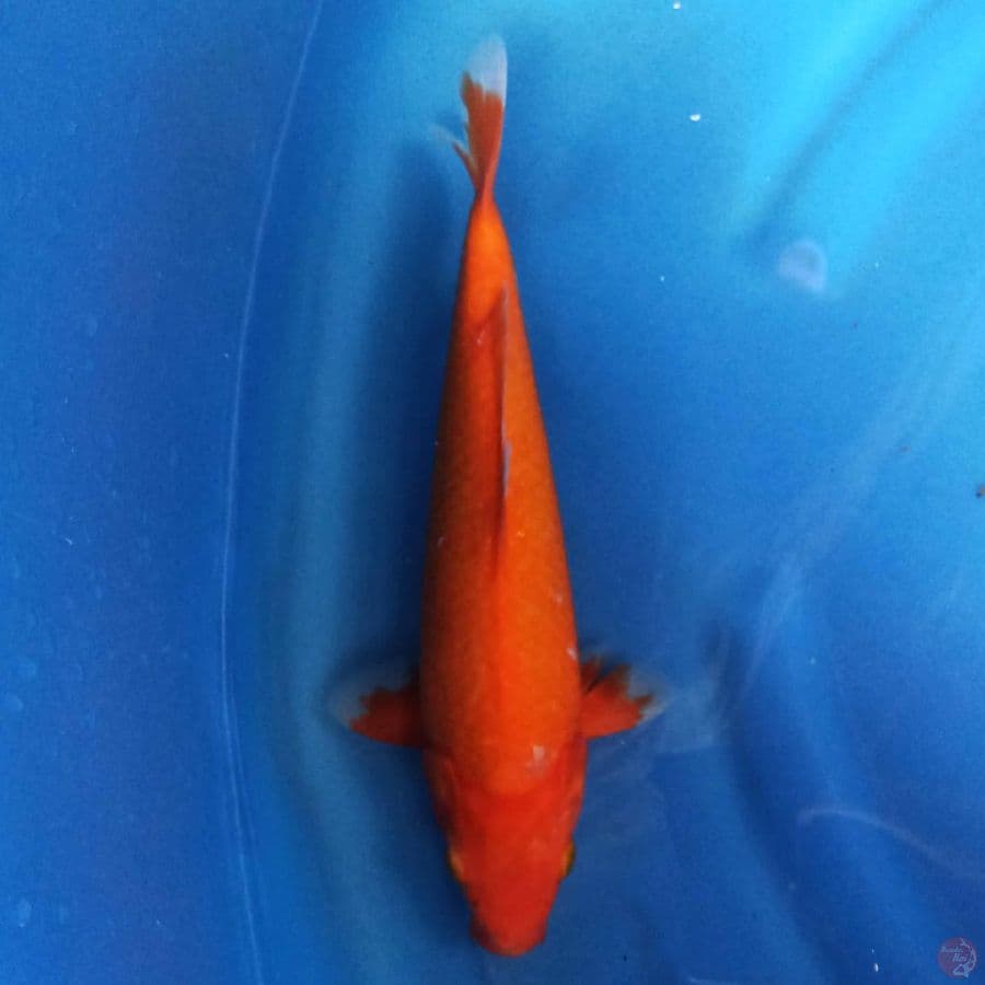 Benigoi 30 cm