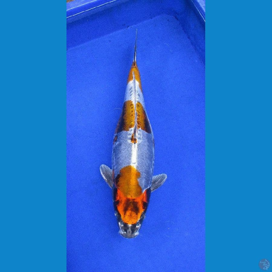 beni kikokuryu ±42cm