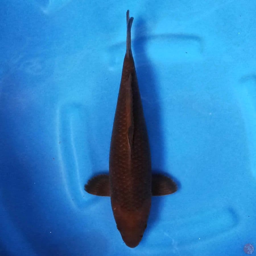 Chagoi 34 cm