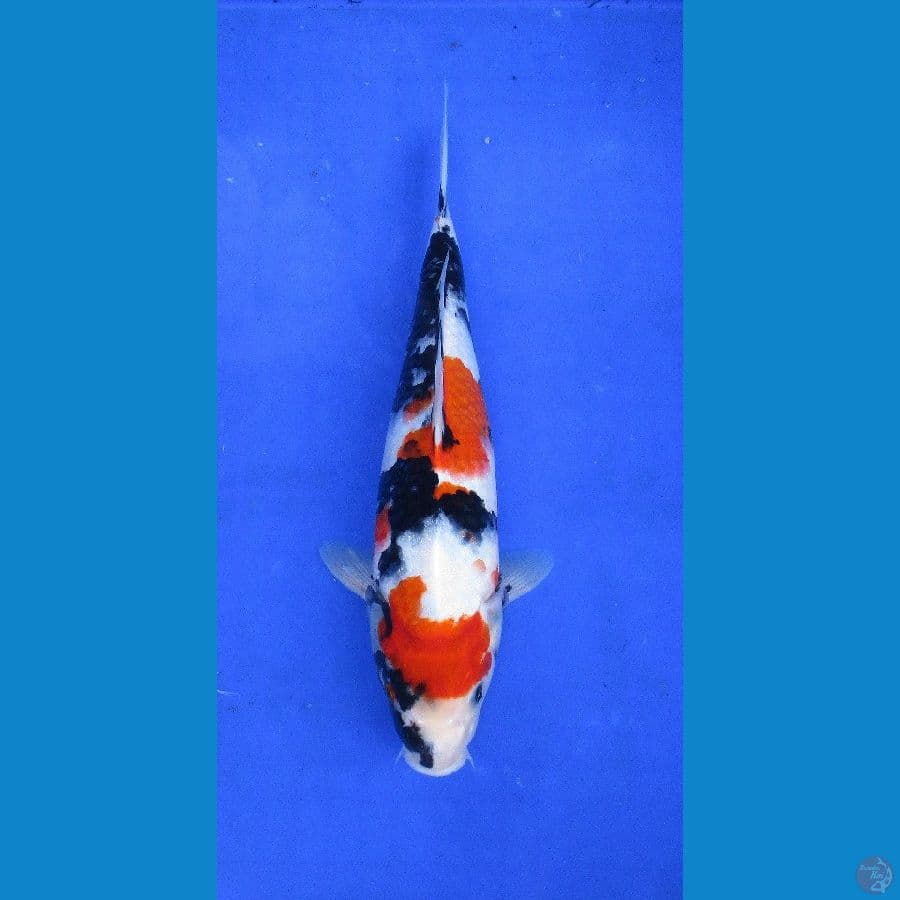showa sansoku ±34cm