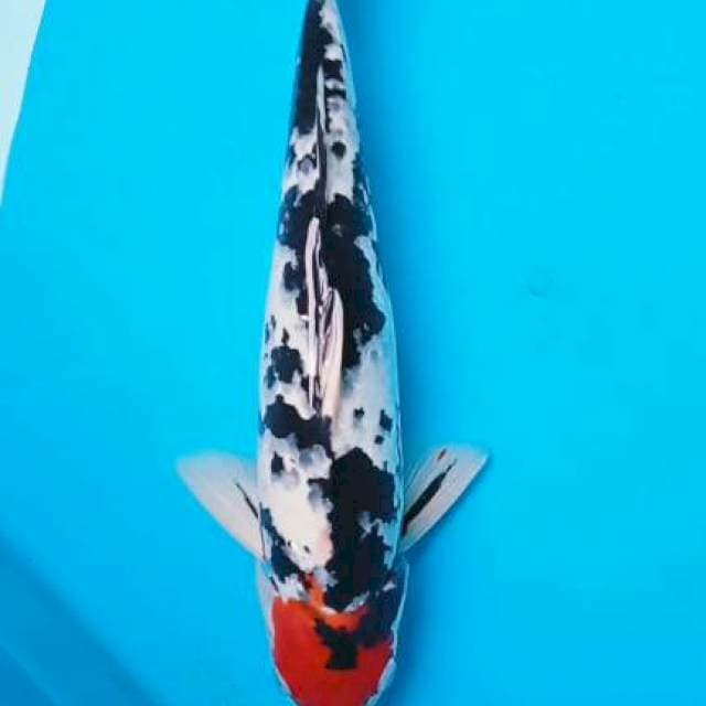 Tancho Showa 37cm