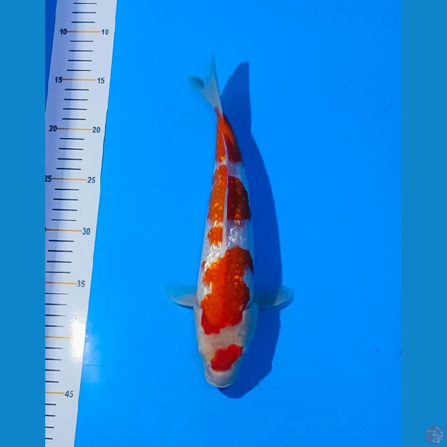 Kohaku Gindrin