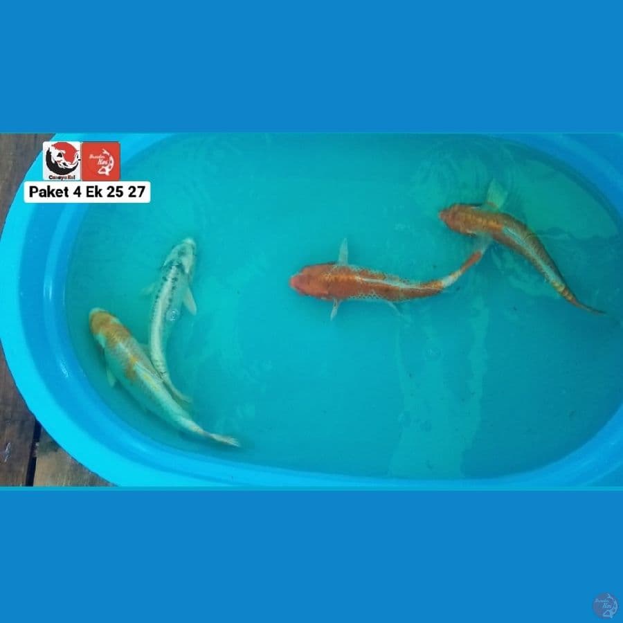 PAKET 25 27 --- CANAYA KOI FARM