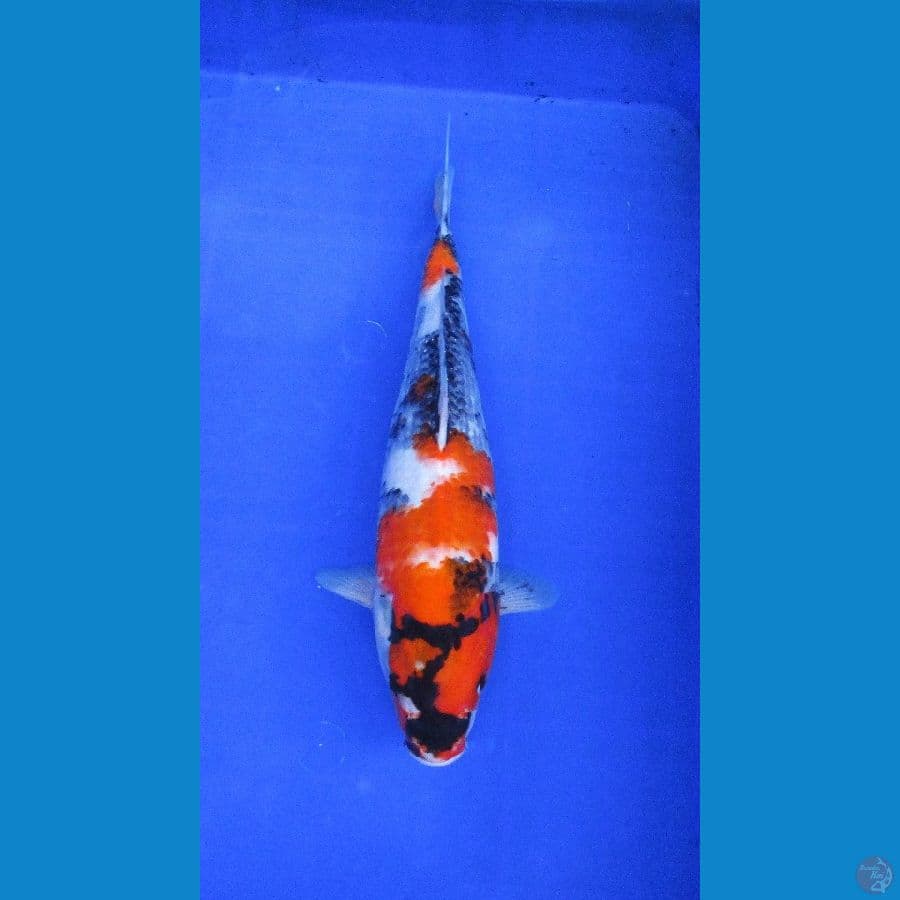 showa sansoku ±36cm
