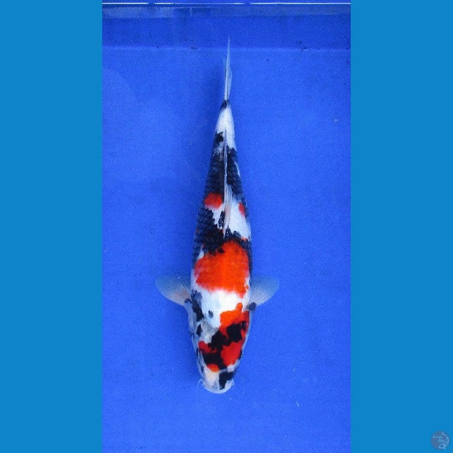 showa sansoku ±40 CM hq