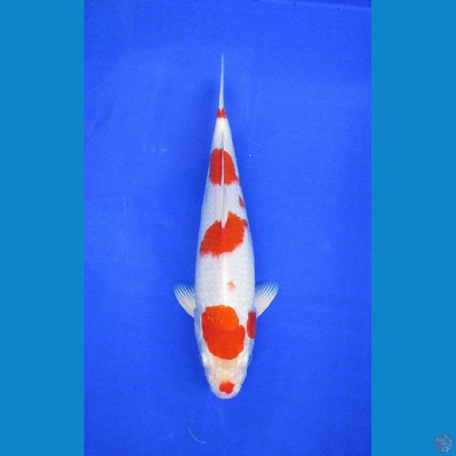 heisei nishiki goi ±30cm