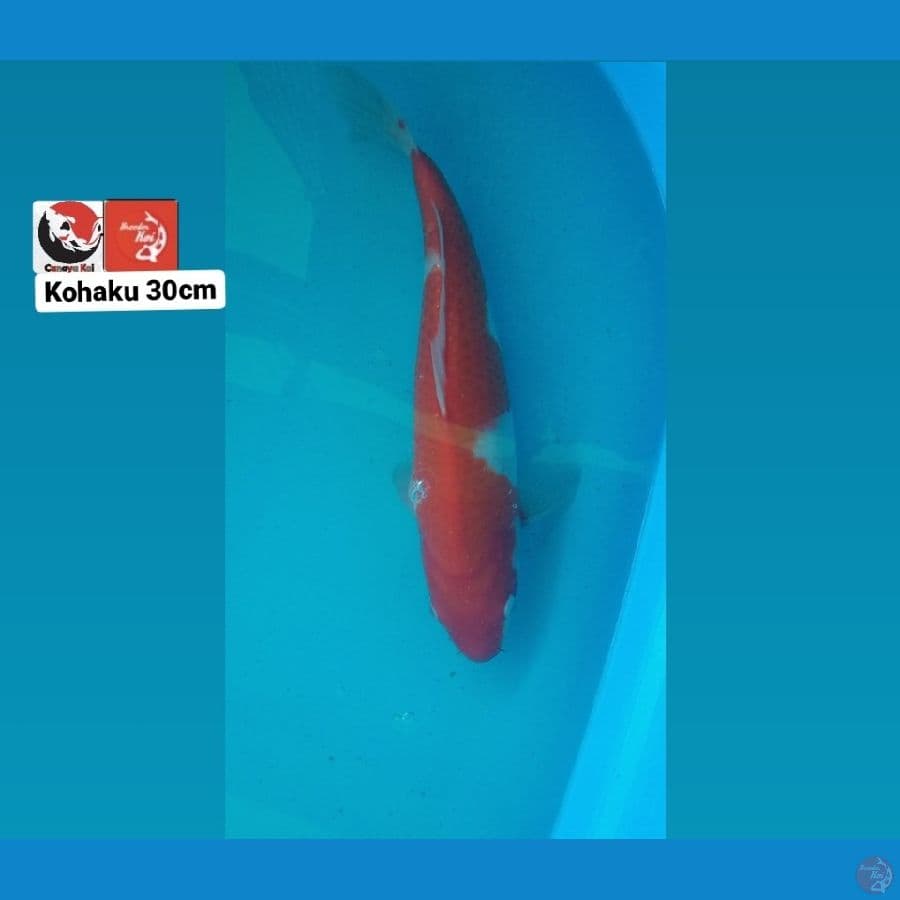 KOHAKU 30CM --- CANAYA KOI FARM