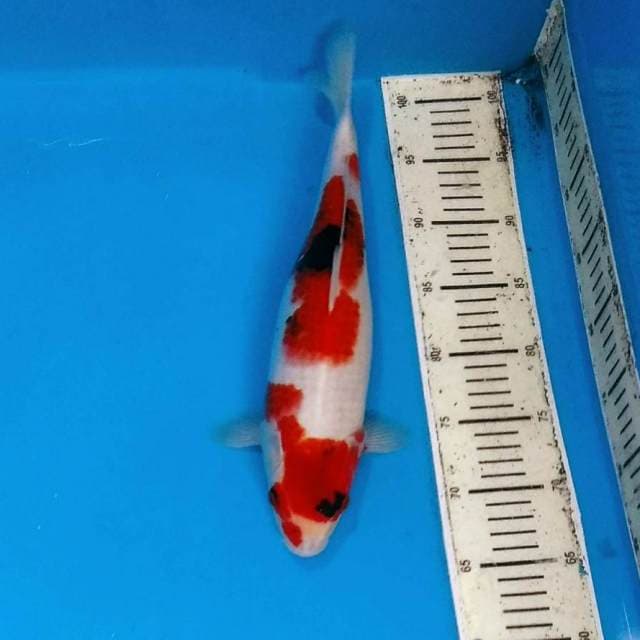 Showa tategoi merah