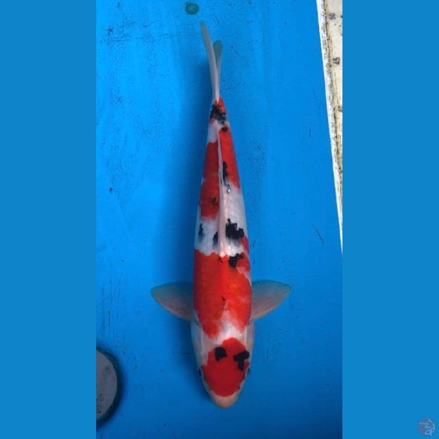 maruten sanke 36cm