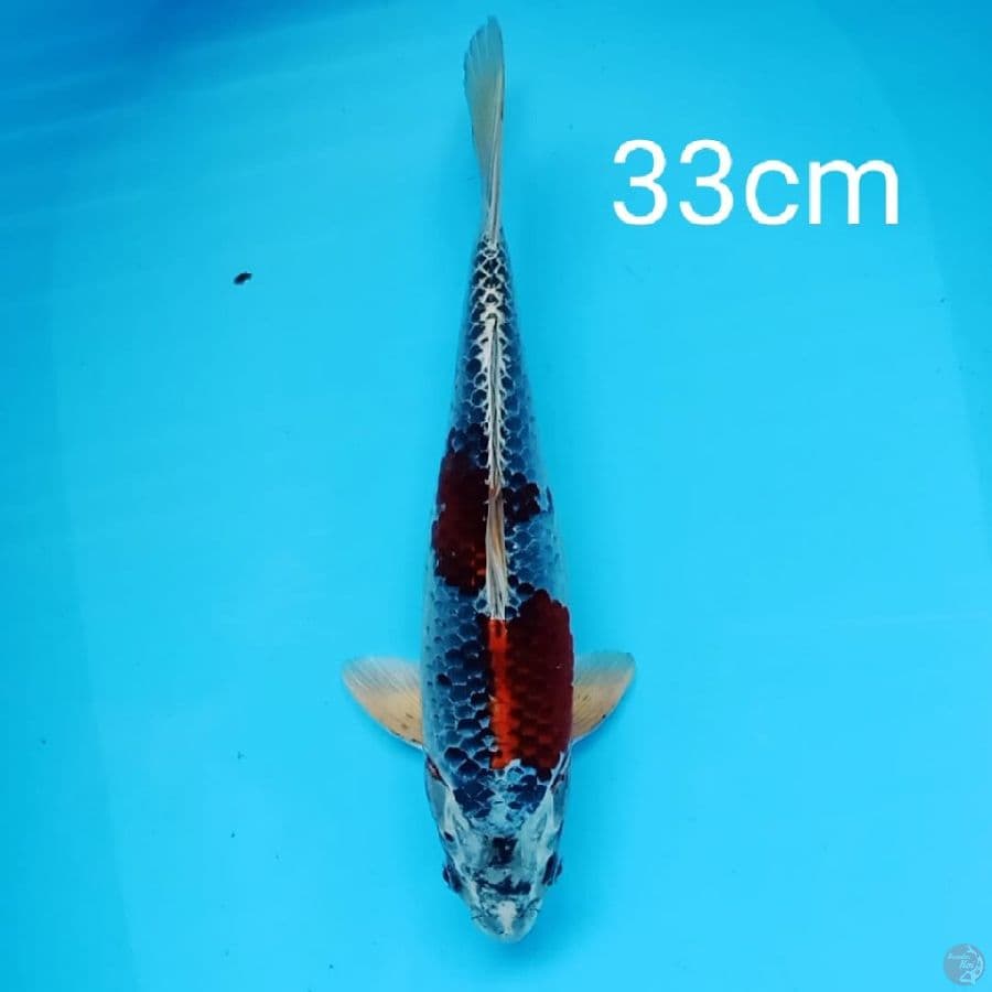 Kujaku 33cm