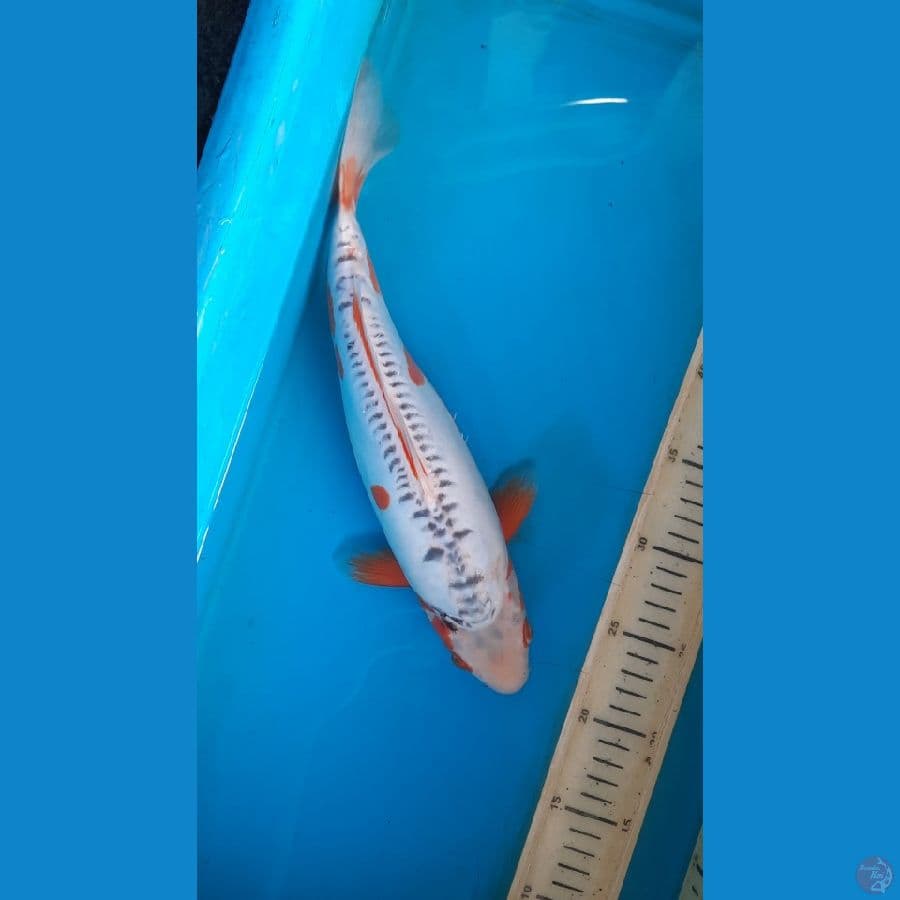 shusui 32cm