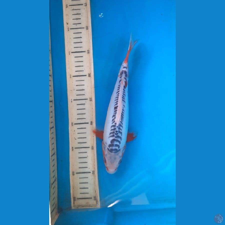 shusui 27cm
