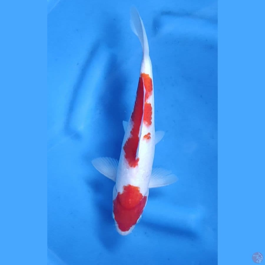 30CM # KOHAKU MALE