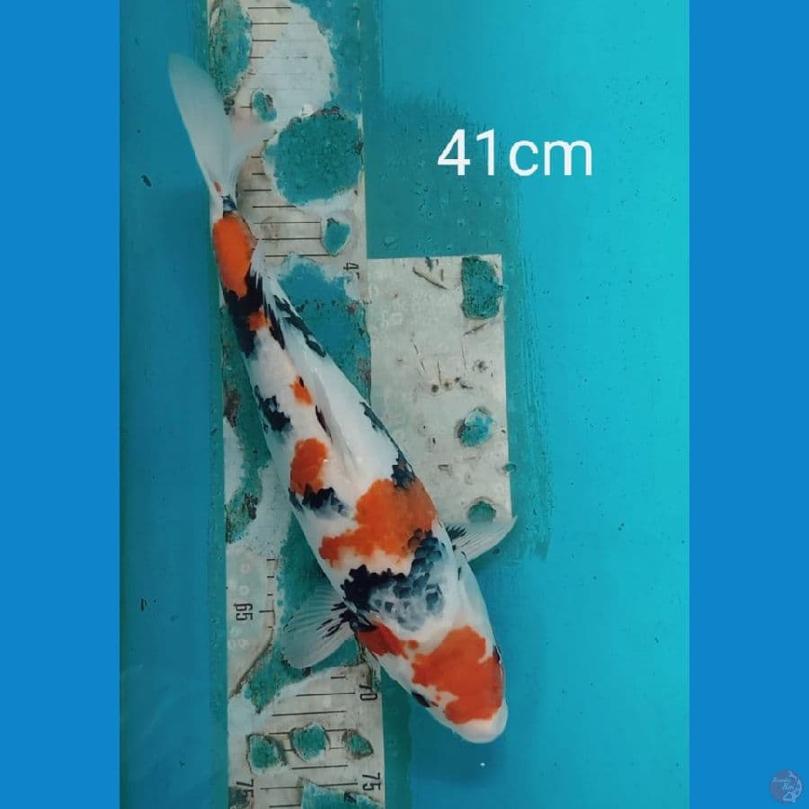 Jumbo Showa 42cm