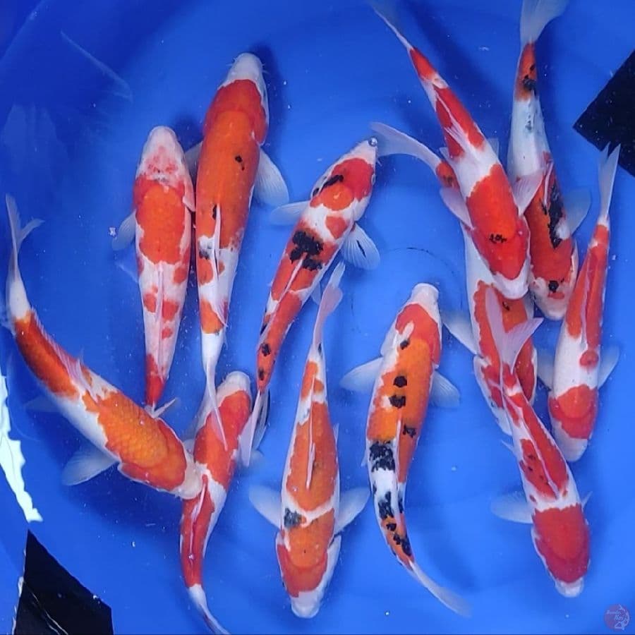 26-34CM # 12 EKOR MIX