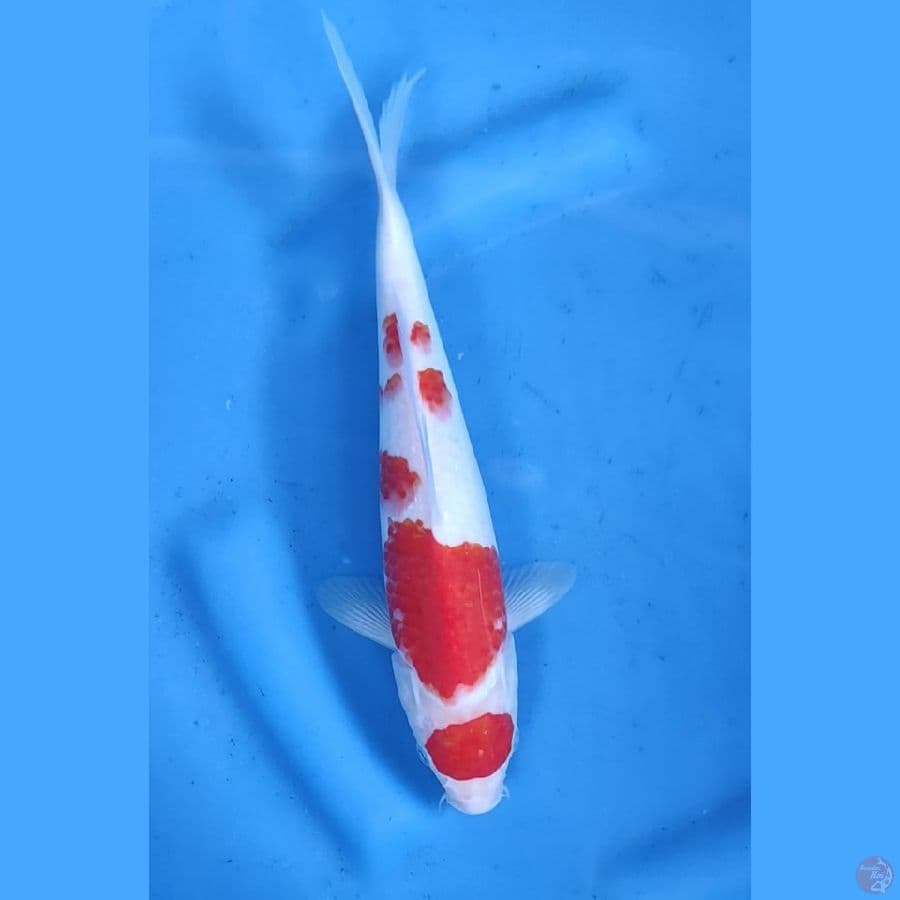 29CM # MARUTEN ORI