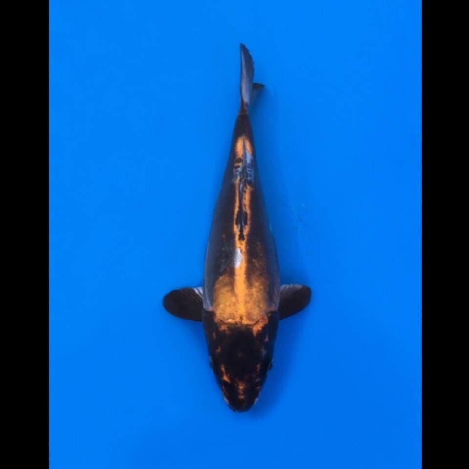 kikokuryu 27cm