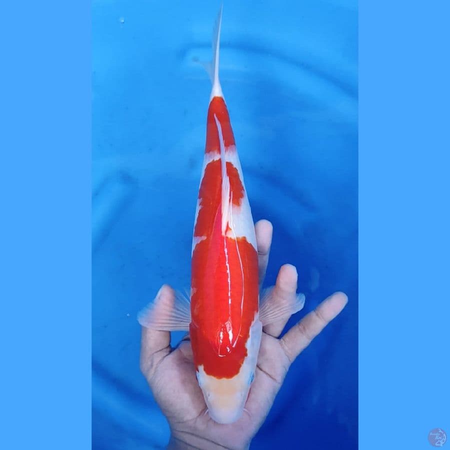 34CM # KOHAKU HALUS