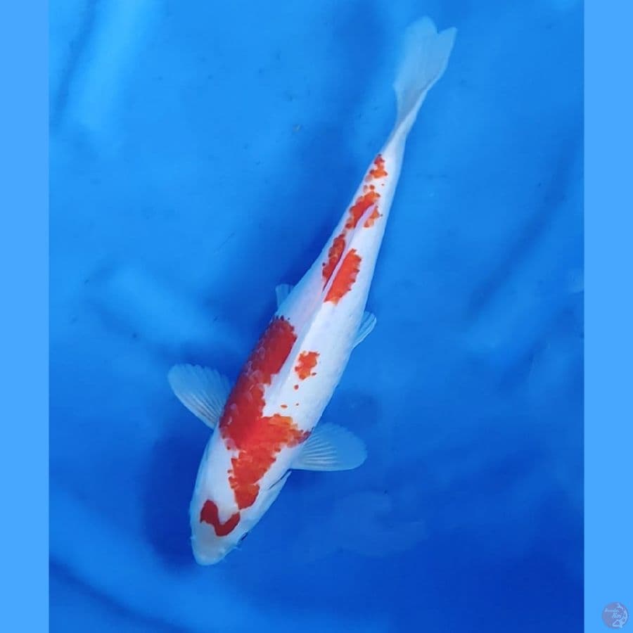 30CM # KOHAKU SAKURA