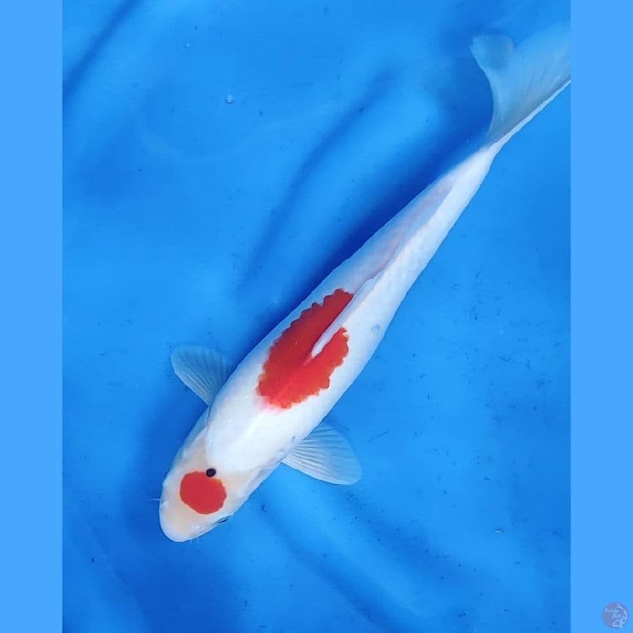 34CM # MARUTEN