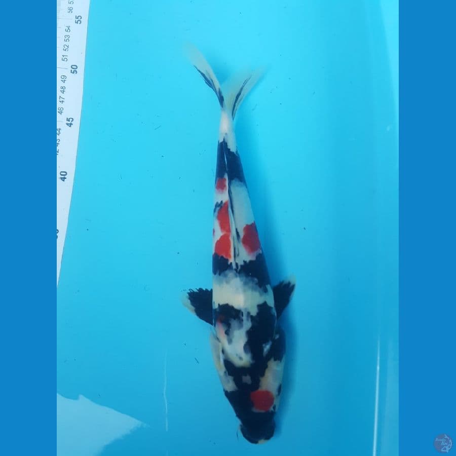 showa 32cm
