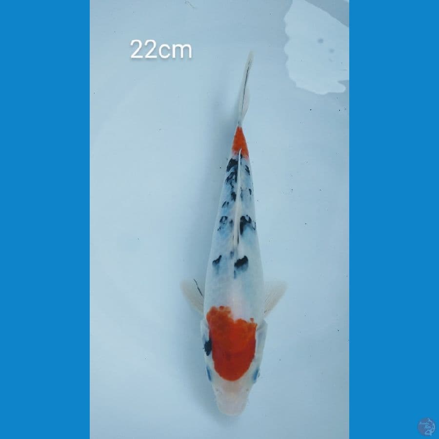 sanke 22cm