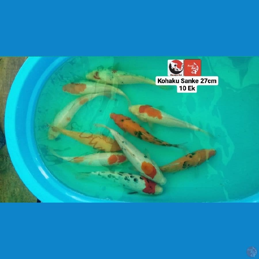 PAKET 10 EK --- CANAYA KOI FARM