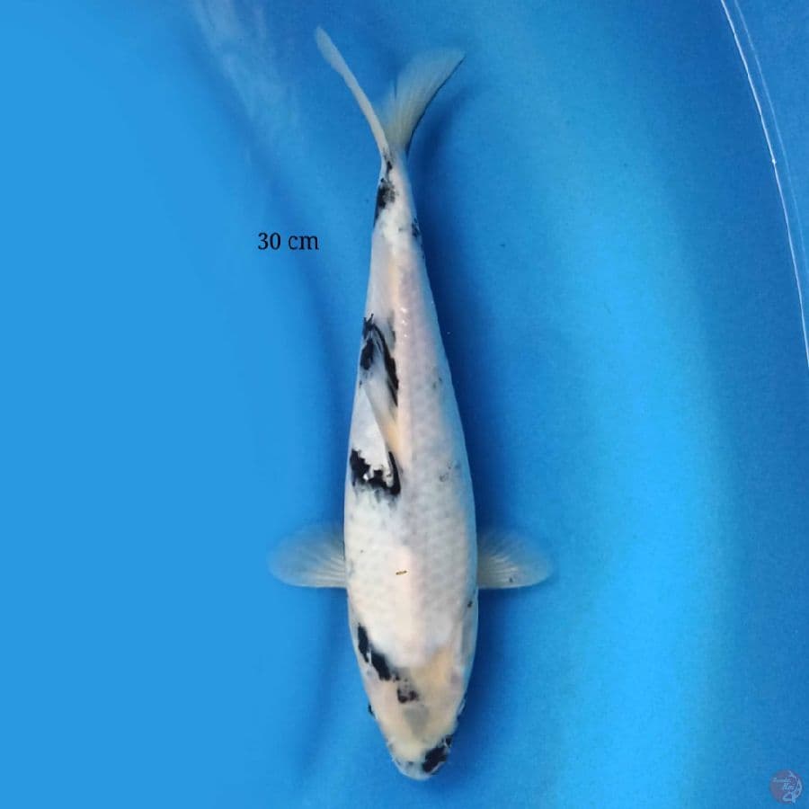 Shiro 30 cm