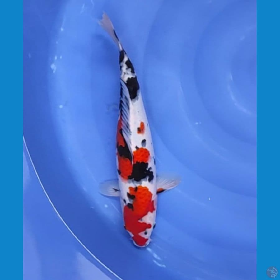 TAISHO SANKE 38 CM