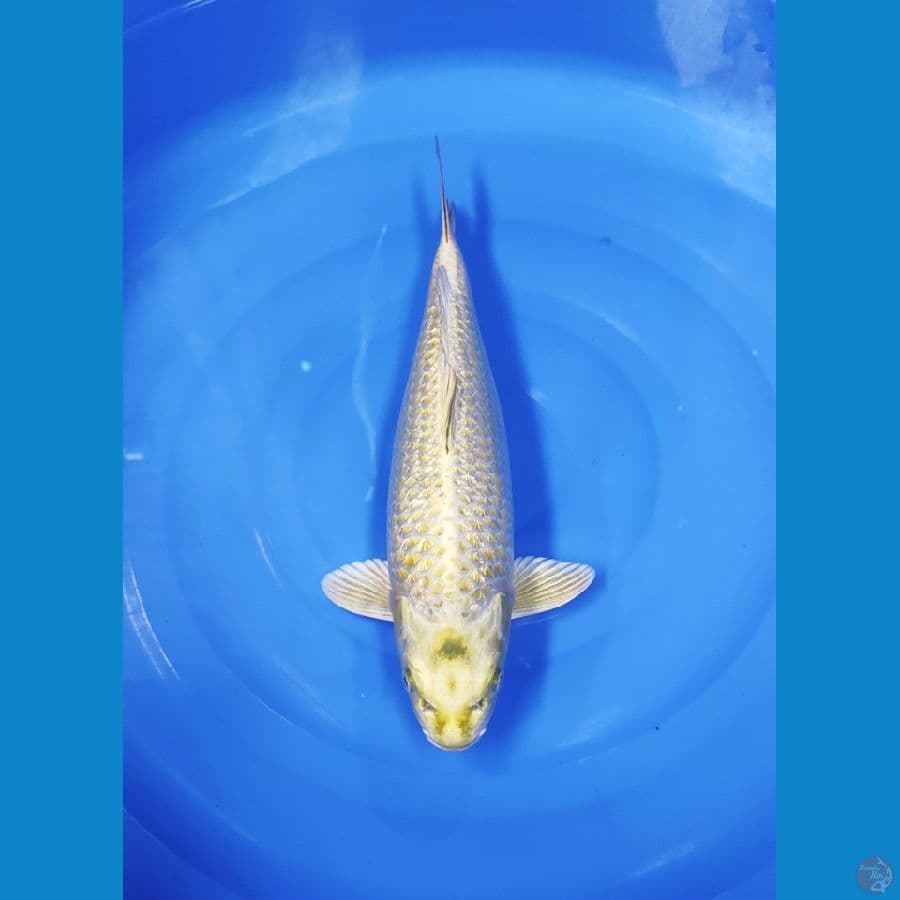 GOLD MUKASI PUNUK 43 CM