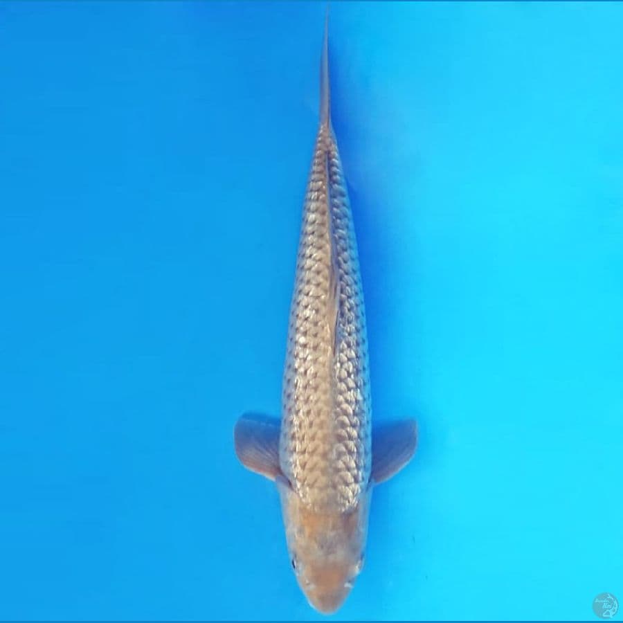 BIDORI GIN RIN 37 cm/female