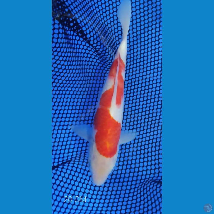 KOHAKU SISIK