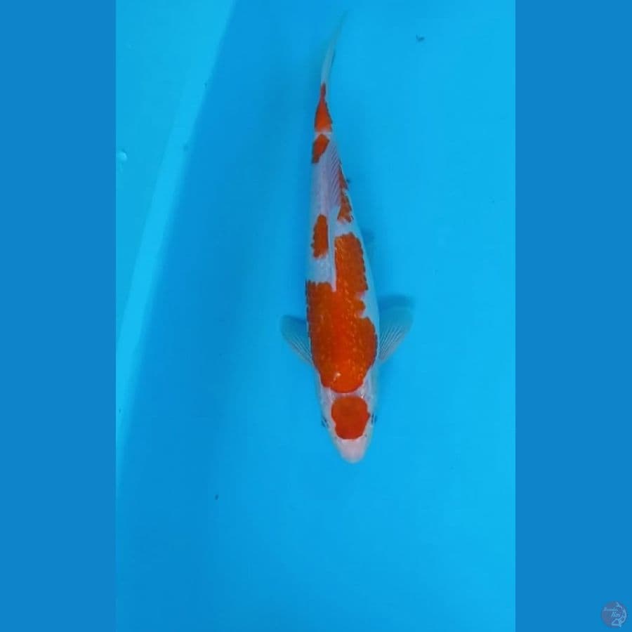 Ginrin Kohaku 29cm male
