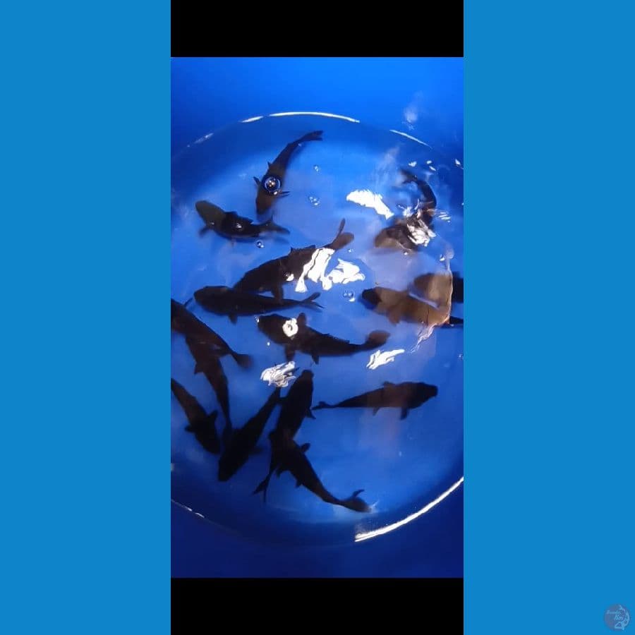 karasugoi 10 Ekor