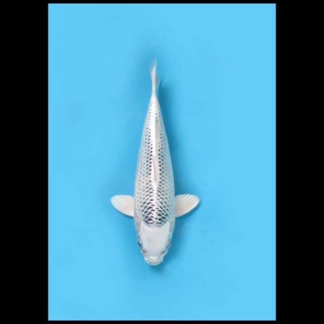 (28cm) GIN MATSHUBA - TOSAI