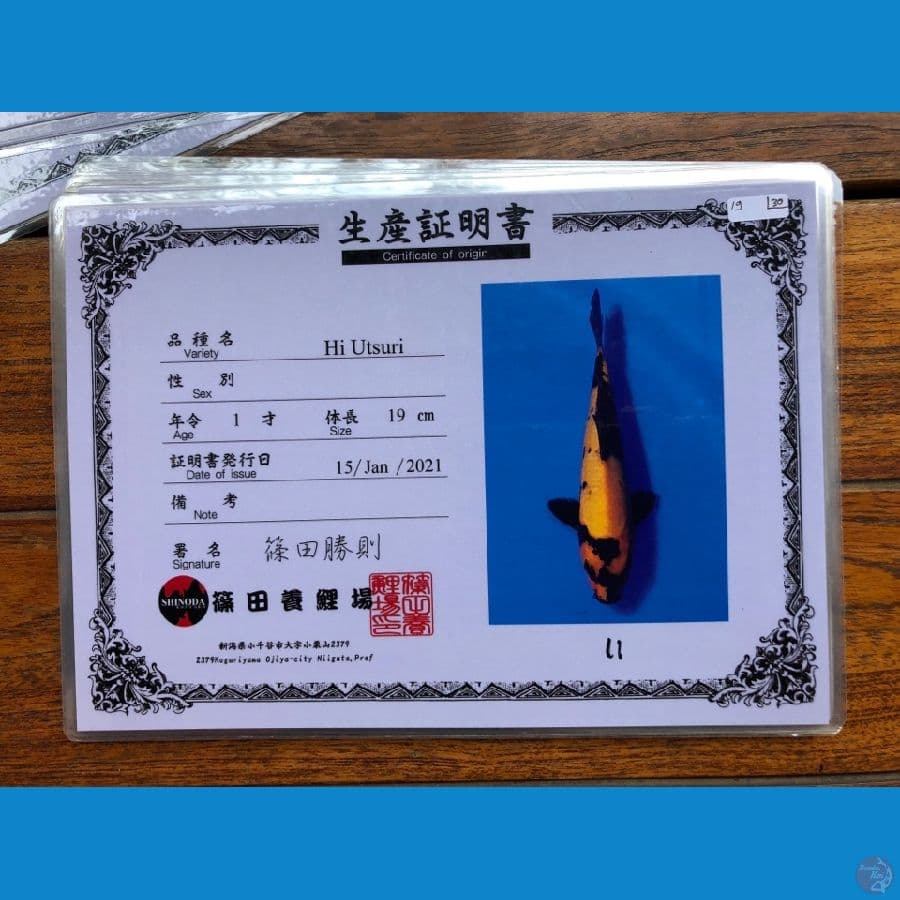 Hiutsuri Shinoda 27cm