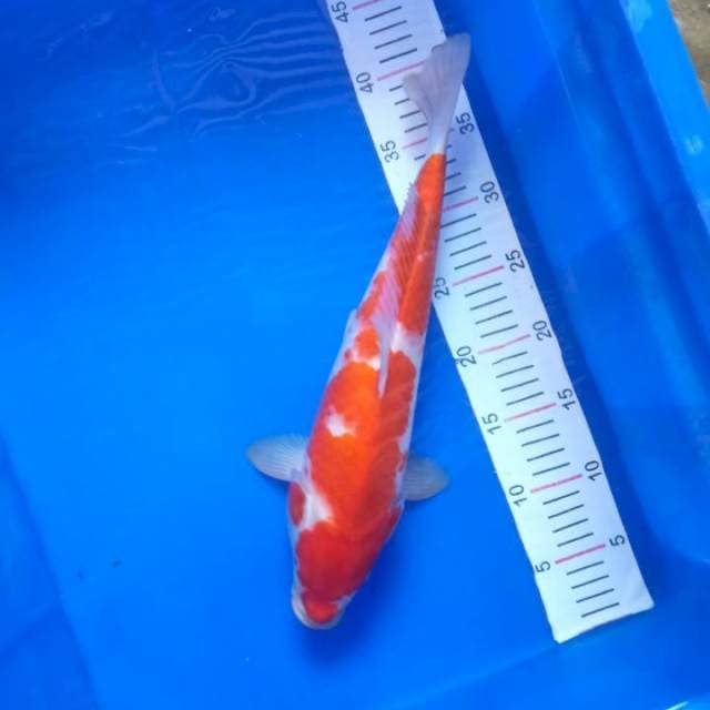 Kohaku 37 cm