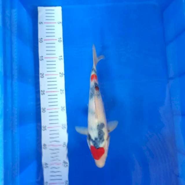 Showa tategoi 30 cm