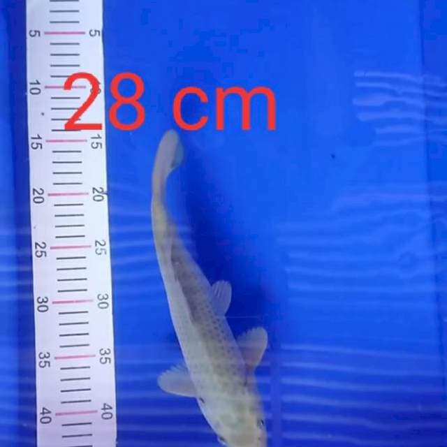 Soragoi 28 cm